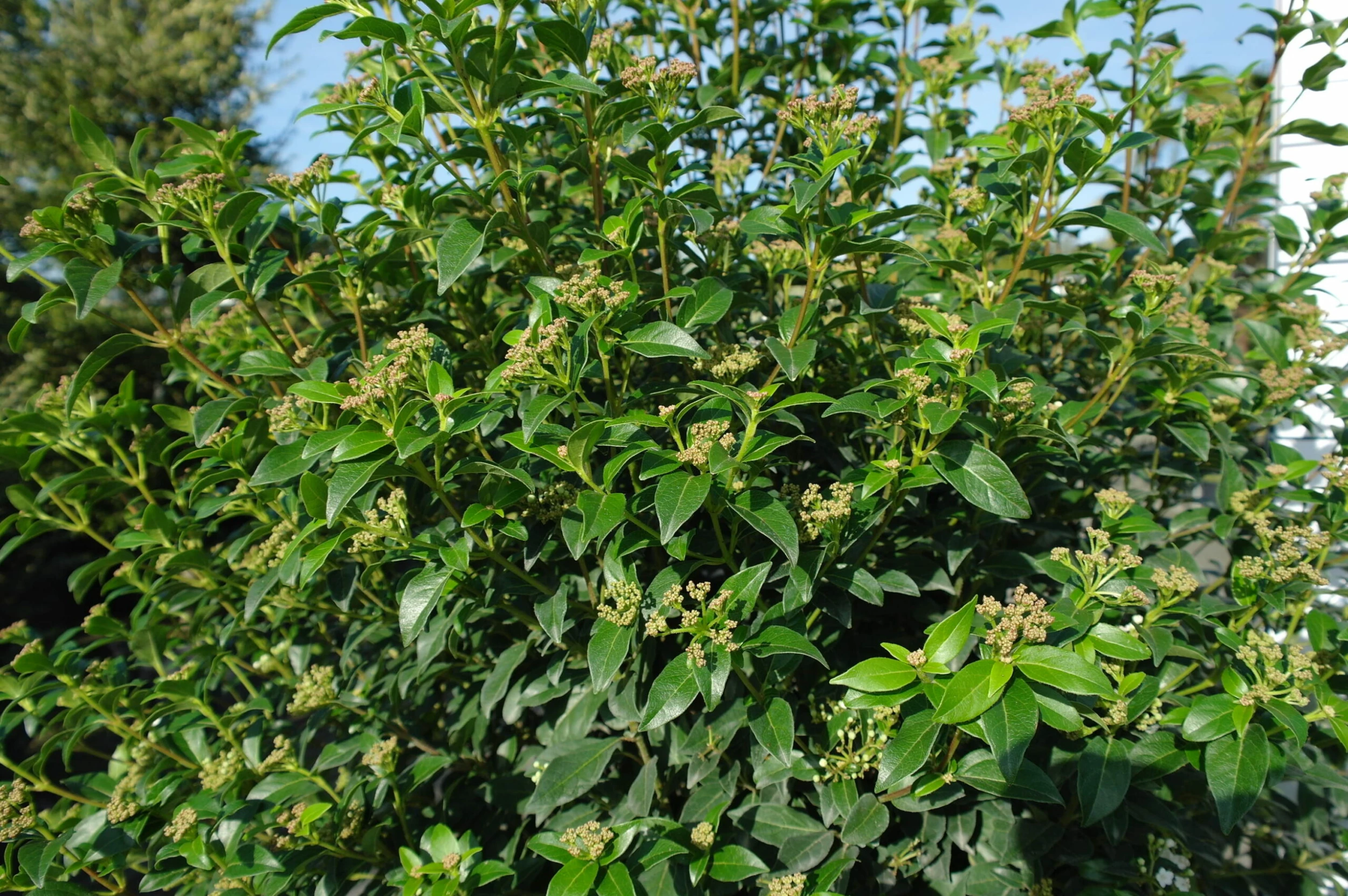 Viburnum Tinus Bol Boom Op Stam 4 Viburnum Tinus Bol Boom Op Stam - Afbeelding 2