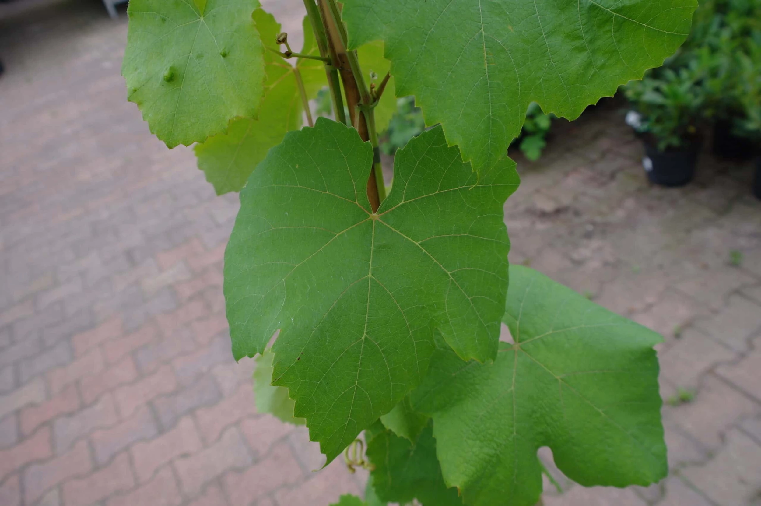 Vitis Rondo Druif 4 Vitis Rondo Druif - Afbeelding 2