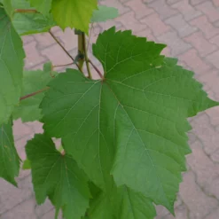 Vitis Rondo Druif 8 Vitis Rondo Druif -Huisdecoratie Winkel vitis rondo blad 2 scaled 1