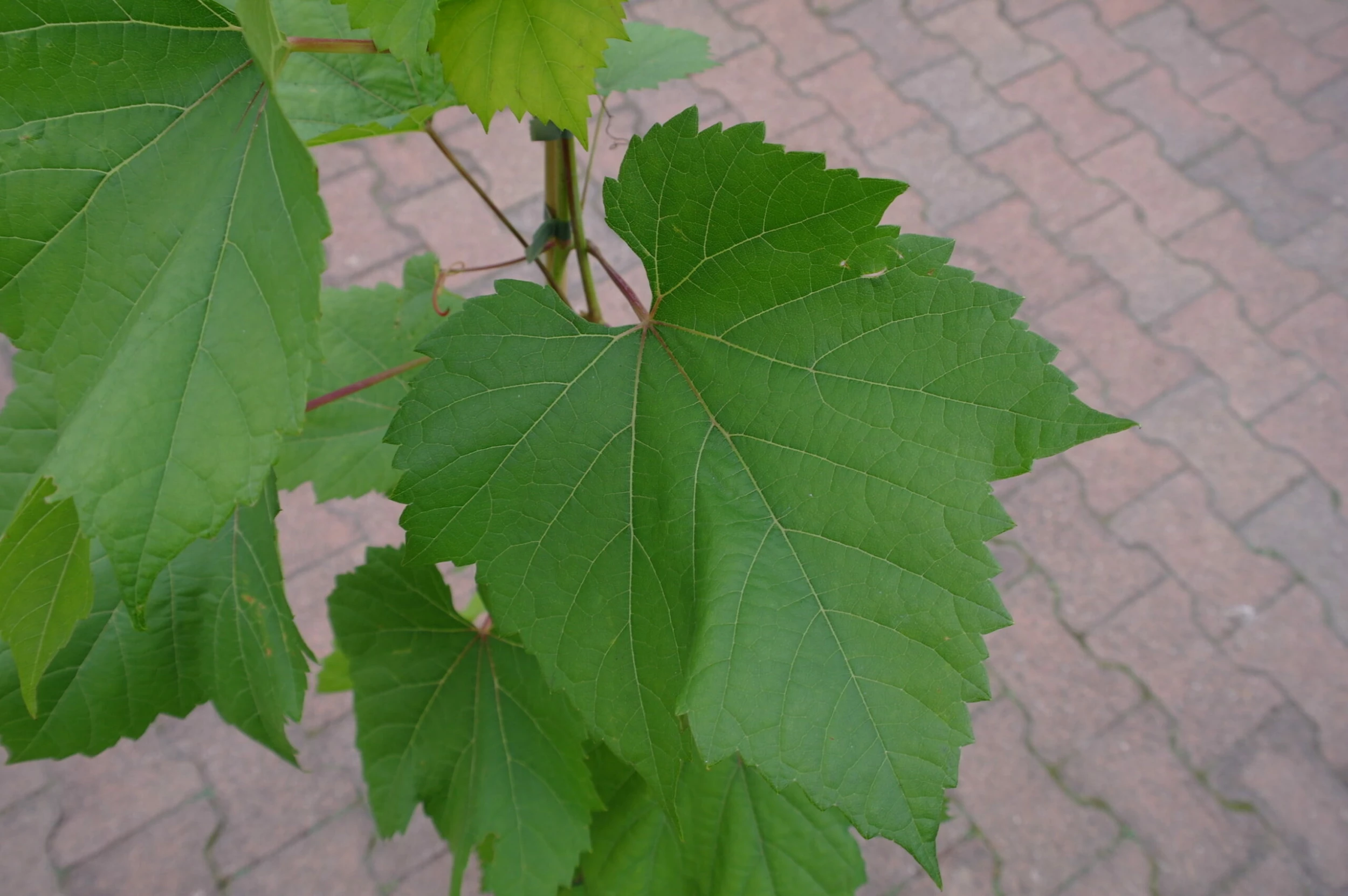 Vitis Rondo Druif 5 Vitis Rondo Druif - Afbeelding 3