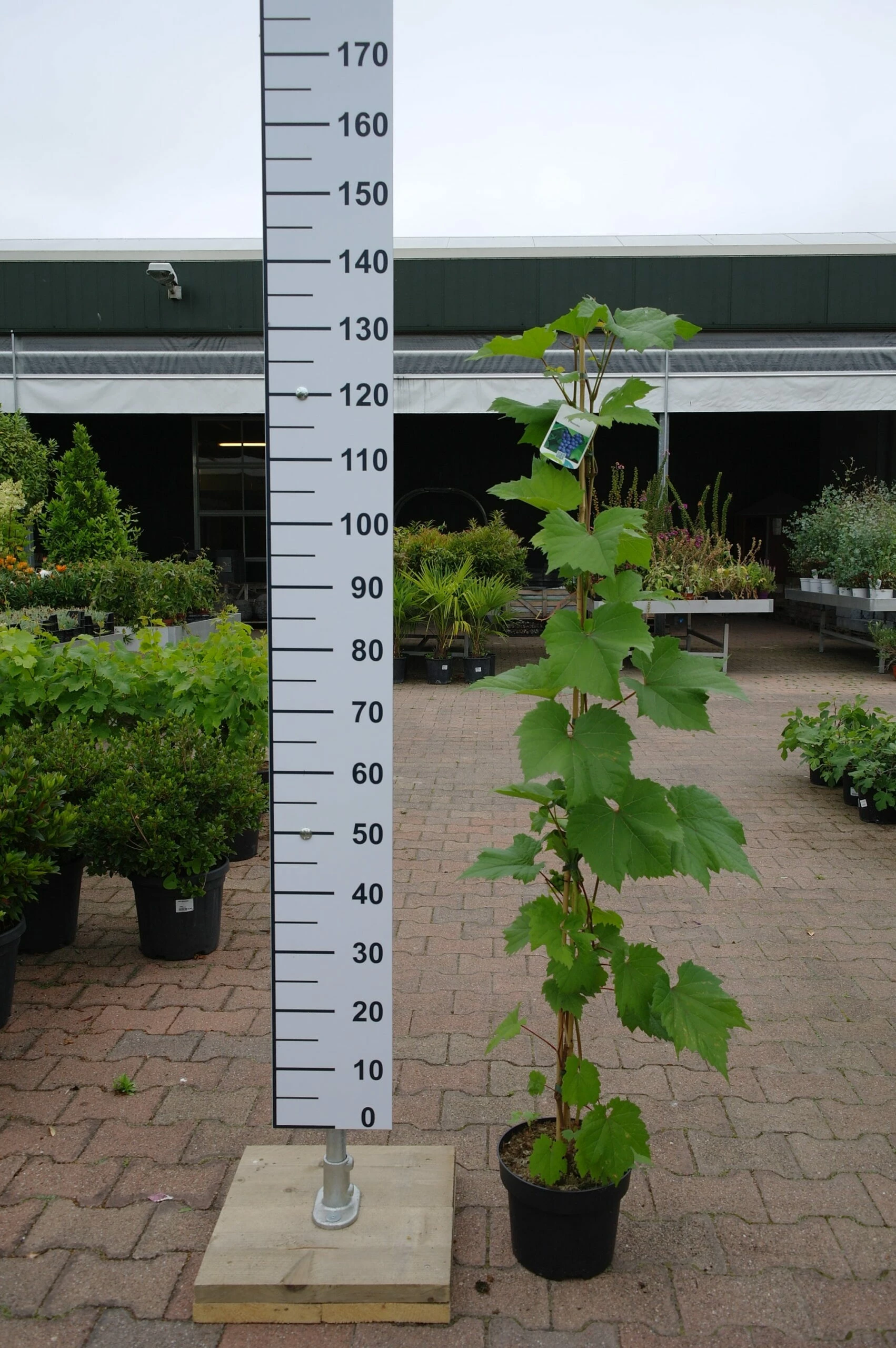 Vitis Rondo Druif 3 Vitis Rondo Druif