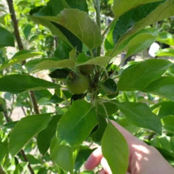 Malus Nano Dwergappel Groot -Huisdecoratie Winkel vruchtfoto malus nano scaled 1