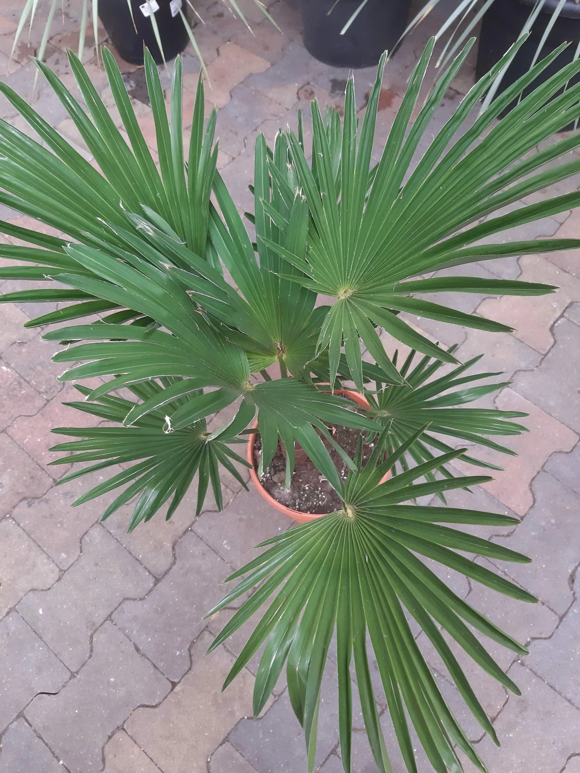 Trachycarpus Wagnerianus 4 Trachycarpus Wagnerianus - Afbeelding 2