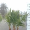 Palmboom Washingtonia Robusta Multistam -Huisdecoratie Winkel washingtonia robusta rotated 1