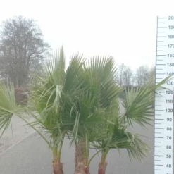 Palmboom Washingtonia Robusta Multistam