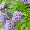 Wisteria Frutescens ‘Amethyst Falls’
