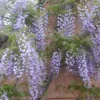 Wisteria ‘Issai’ -Huisdecoratie Winkel wisteria issai
