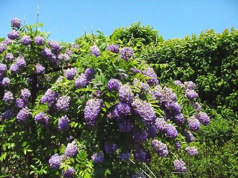 Wisteria ‘Longwood Purple’ 3 Wisteria ‘Longwood Purple’