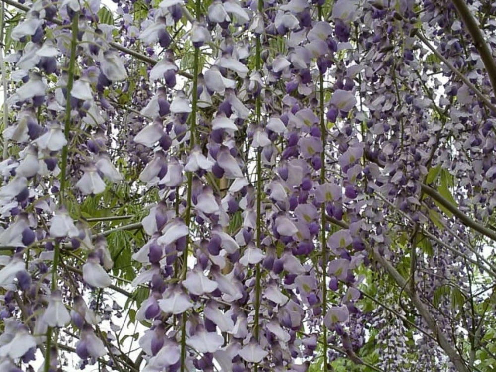 Wisteria Floribunda Macrobotrys 3 Wisteria Floribunda Macrobotrys