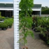 Wisteria Sinensis ‘Ito Koku Riu’ -Huisdecoratie Winkel wisteria middel scaled 1
