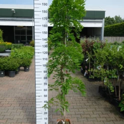 Wisteria Sinensis ‘Ito Koku Riu’