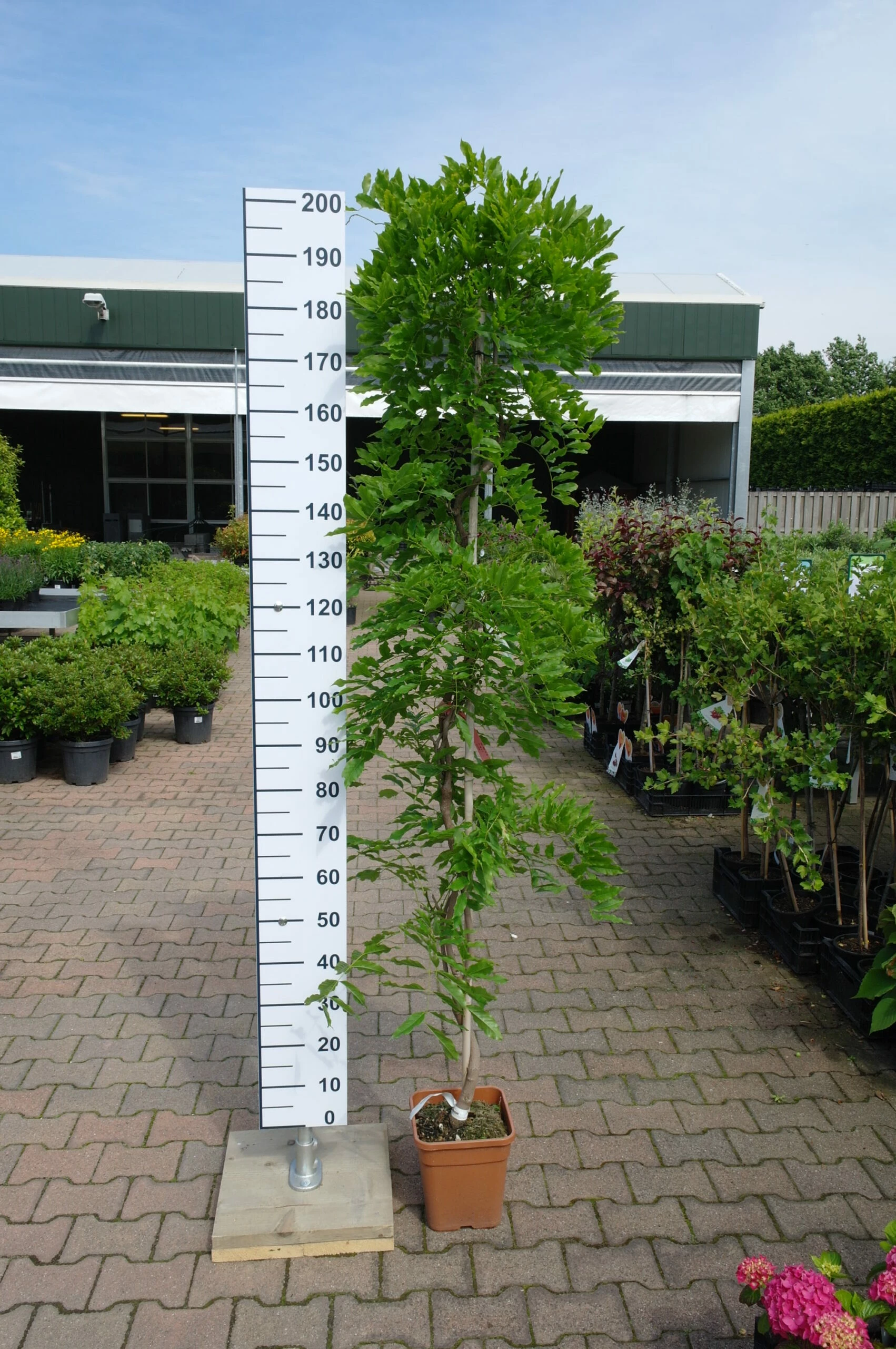 Wisteria Sinensis ‘Ito Koku Riu’ 3 Wisteria Sinensis ‘Ito Koku Riu’