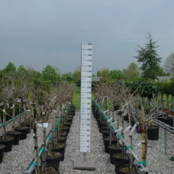 Wisteria Brachybotrys ‘Shiro Kapitan Fuji’ Op Stam