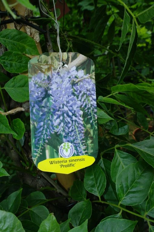 Wisteria Sinensis ‘Prolific’ Op Rek 4 Wisteria Sinensis ‘Prolific’ Op Rek - Afbeelding 2