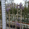 Wisteria Sinensis ‘Prolific’ Op Rek -Huisdecoratie Winkel wisteria prolific rek 140x90 1 scaled 1