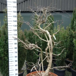 Wisteria Sinensis ‘Prolific’