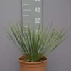 Yucca Rostrata