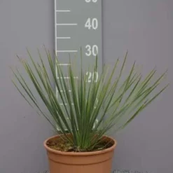 Yucca Rostrata