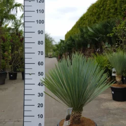 Yucca Rostrata ‘Blue Swan’