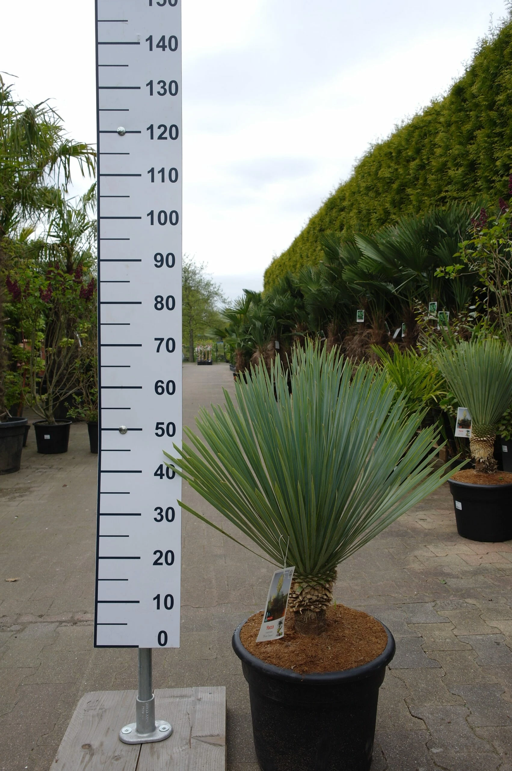 Yucca Rostrata ‘Blue Swan’ 3 Yucca Rostrata ‘Blue Swan’