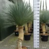Yucca Linearifolia Meerkoppig -Huisdecoratie Winkel yucca linearifolia 599 rotated 1