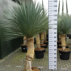 Yucca Linearifolia Meerkoppig