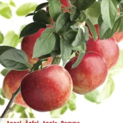 Malus Domestica âZoete Ermgaardâ Laagstam